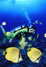 Never Dive Alone
